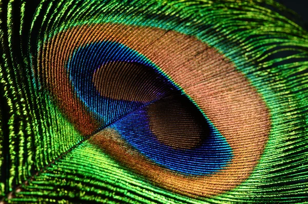 孔雀羽毛眼 — 图库照片