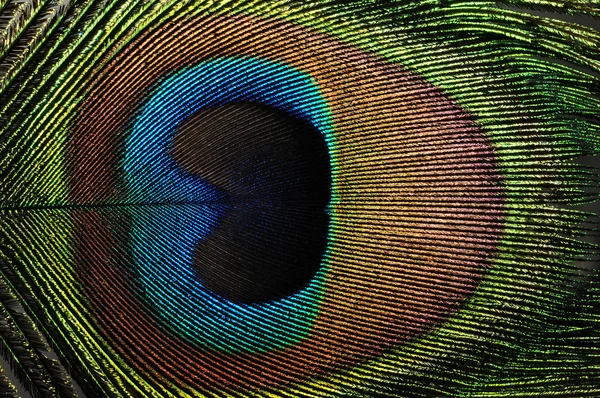 Tavuskuşu Tüyü — Stok fotoğraf