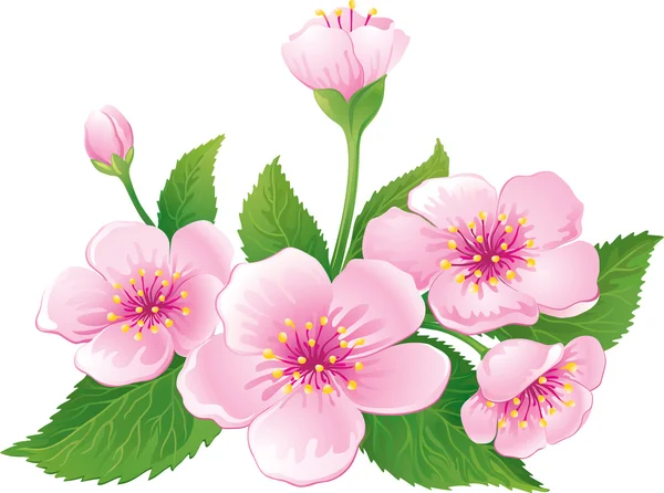 Kwiat wiśni — Wektor stockowy