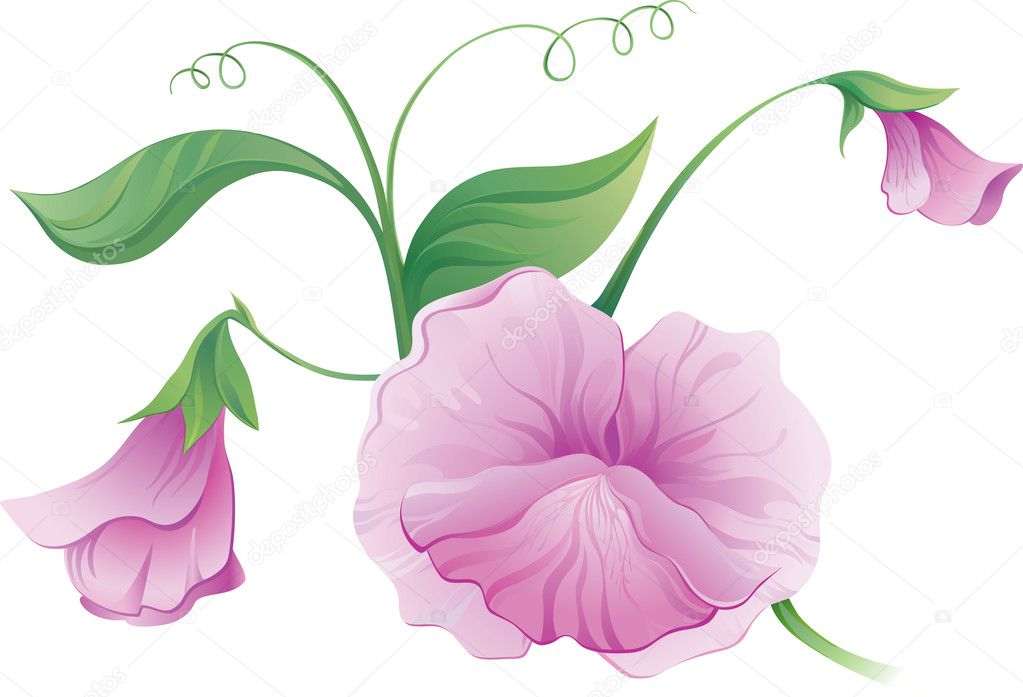 Download Sweet pea flower clip art | Sweet pea flower — Stock ...