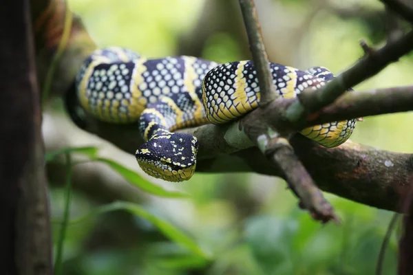 stock image Green viper looking