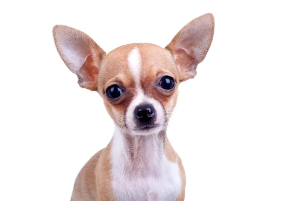 Ausdrucksstarkes Porträt Chihuahua-Welpe — Stockfoto