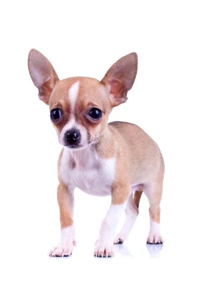 Çok korkmuş chiwawa köpek yavrusu — Stok fotoğraf