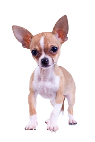 Meraklı yavru köpek chihuahua — Stok fotoğraf
