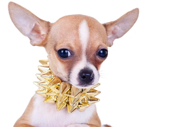 Cluseup obrázek čivava štěně — Stock fotografie