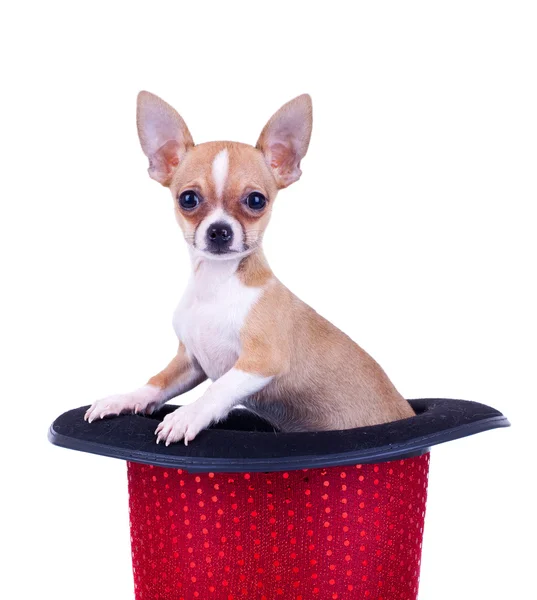 Chihuahua mit rotem Hut — Stockfoto