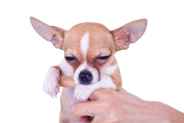 Сонный щенок чивава — стоковое фото