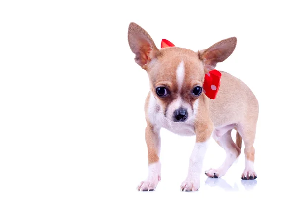 Chihuahua mit Fliege — Stockfoto