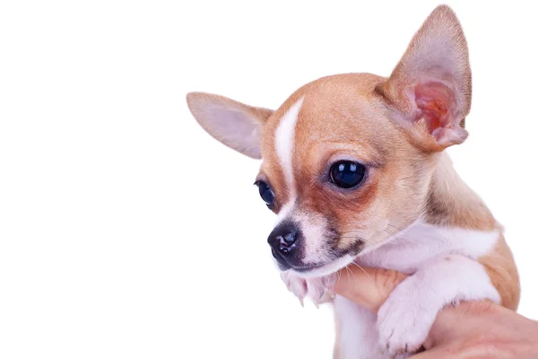 Chihuahua petit chiot — Photo