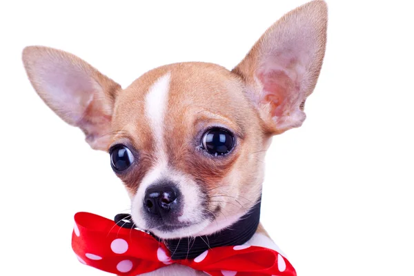 Filhote de cachorro Chihuahua chorando — Fotografia de Stock