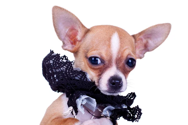 Chihuahua yavrusu siyah yakalı — Stok fotoğraf
