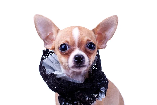 Chihuahua pequeno filhote de cachorro usando um colar de pano — Fotografia de Stock