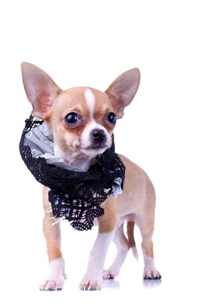 Meraklı yavru köpek chihuahua — Stok fotoğraf