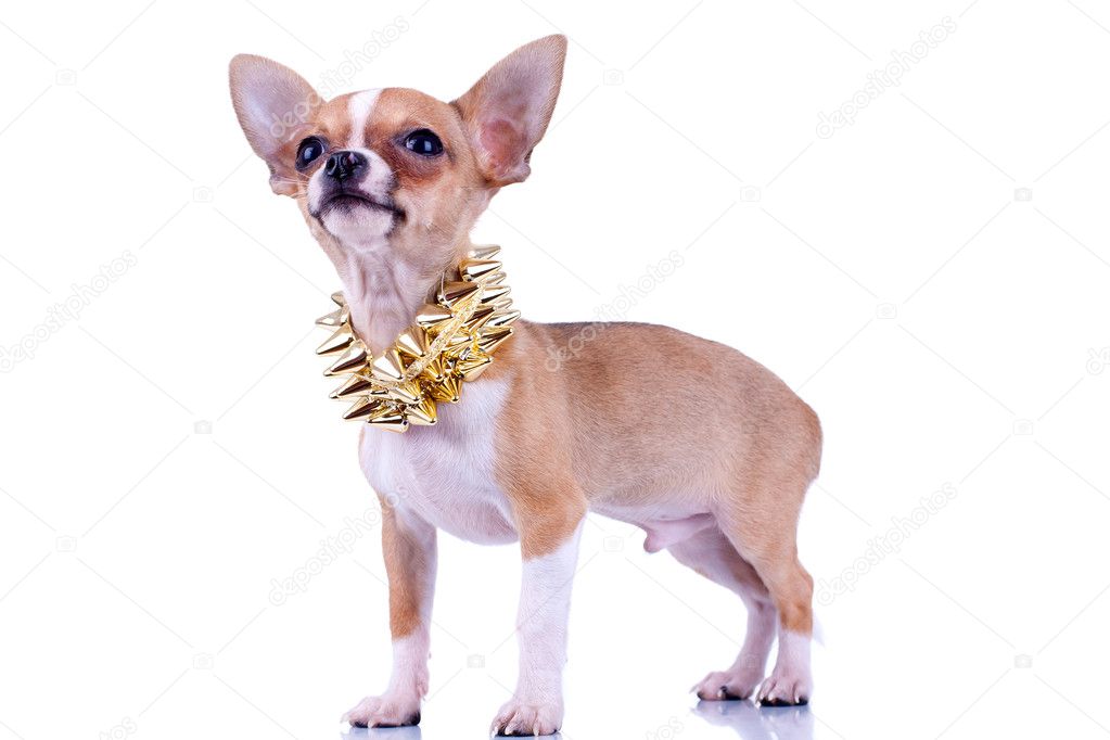 Chihuahua puppy with golden studded collar — Stock Photo © feedough