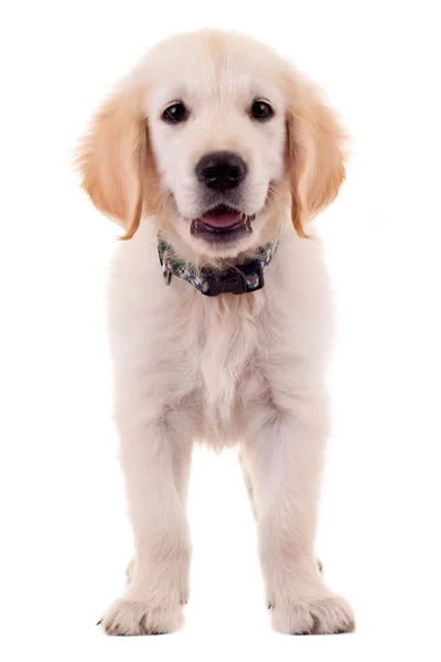 可爱小金毛拉布拉多猎犬 — 图库照片