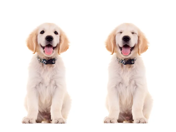 Dwa emocjonalne stwarza cute puppy — Zdjęcie stockowe