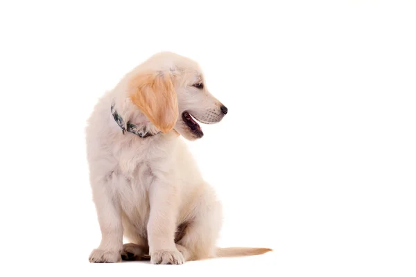 好奇心が強い黄金ラブラドル ・ レトリーバー犬子犬 — ストック写真
