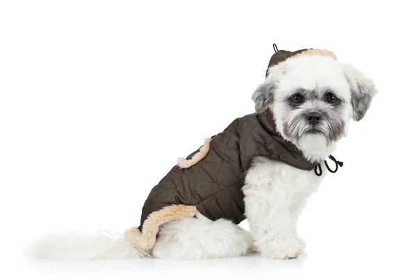 Dressed bichon havanese puppy — Stock Photo, Image