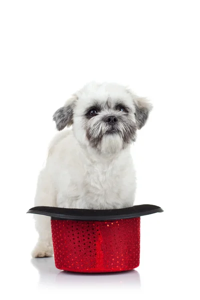 Puppy in a hat — Stock Photo, Image
