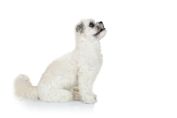 Cachorro bichon havanese curioso — Fotografia de Stock