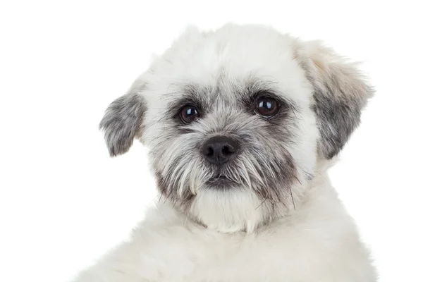 귀여운 강아지 havanese의 얼굴 — 스톡 사진
