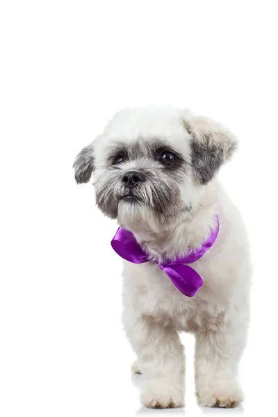 役哈巴狗并列第 10 只小狗，戴着一条紫色丝带 — 图库照片