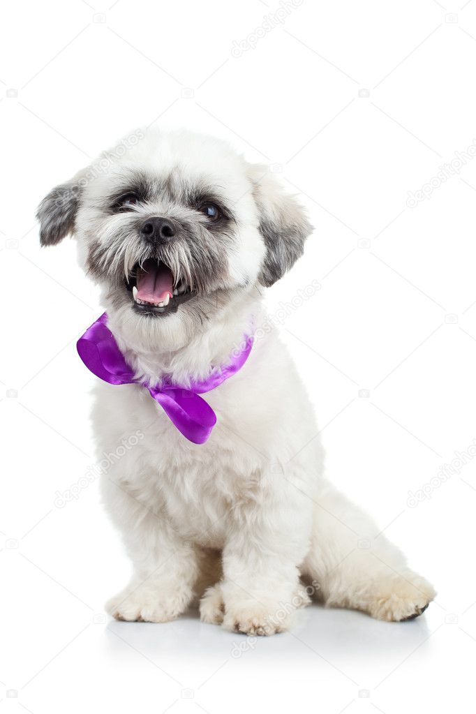 Bichon havanese puppy wearing a purple ribbon
