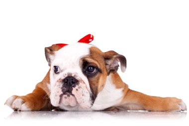 English bulldog puppy wearing a red ribbon clipart