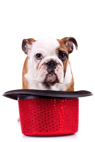 Carino inglese bulldog cucciolo — Foto Stock