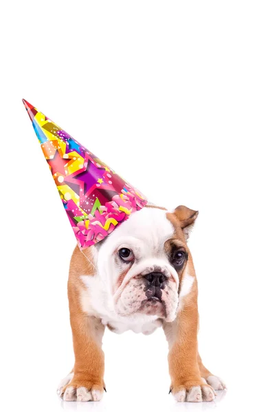 Engels bulldog puppy met een feest hoed — Stockfoto