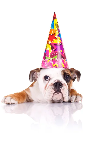 英語ブルドッグ子犬誕生日の帽子をかぶっています。 — ストック写真
