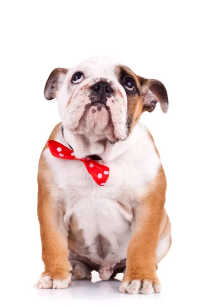 Triste cagnolino bulldog inglese — Foto Stock