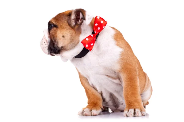 Engelska bulldog valp bär ett rött band — Stockfoto