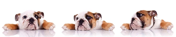 Tres poses de un perrito bulldog inglés — Foto de Stock