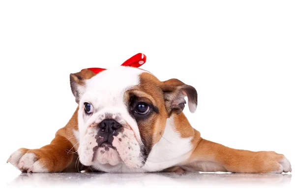 Inglês bulldog filhote de cachorro usando uma fita vermelha — Fotografia de Stock