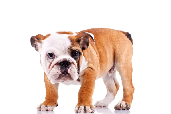 Engels bulldog pup kijken naar de camera — Stockfoto