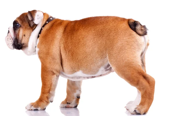 Englische Bulldogge steht und schaut sich etwas an — Stockfoto