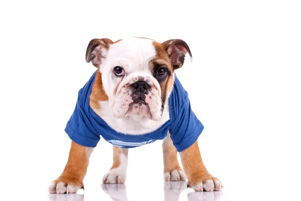 Çok uyarı İngilizce bulldog yavrusu — Stok fotoğraf