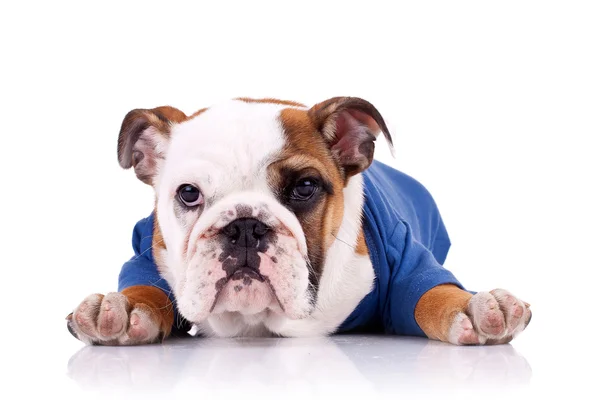 Английский бульдог щенок в красивой одежде — стоковое фото
