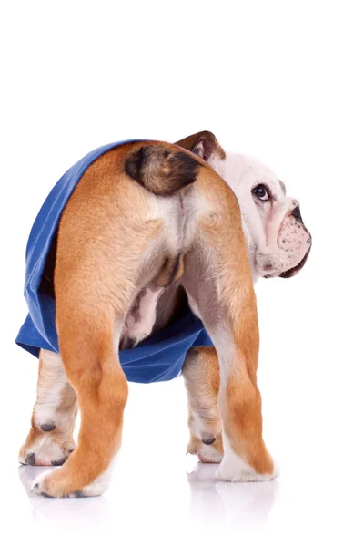 La parte trasera de un cachorro de bulldog inglés — Stockfoto
