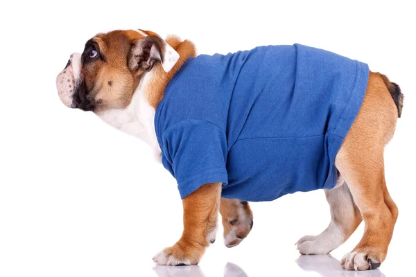 Inglês bulldog de pé e vestindo roupas bonitas — Fotografia de Stock