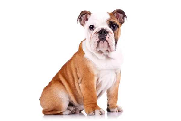 Nieuwsgierig Engels bulldog pup — Stockfoto
