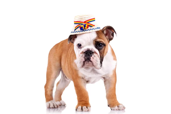 Stock image Cute english bulldog puppy