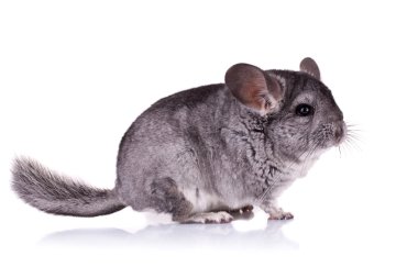 Genç chinchilla