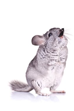 Genç chinchilla