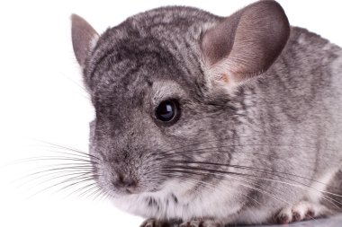 Young Chinchilla clipart