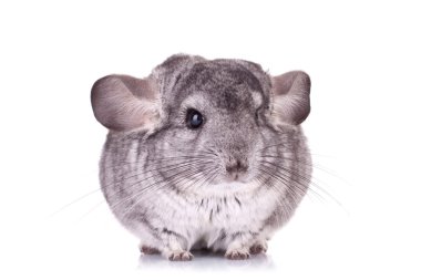 Genç chinchilla