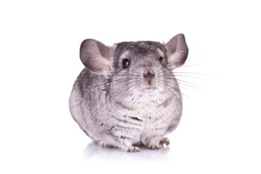 Genç chinchilla