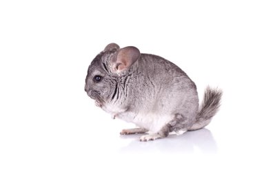 Genç chinchilla