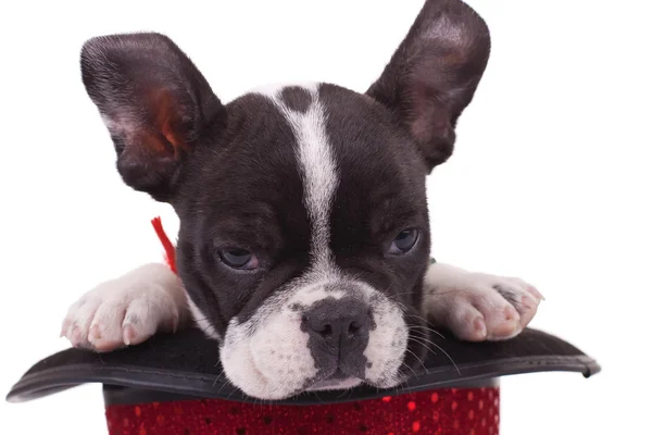 Bulldog francês sonolento em um chapéu de show — Fotografia de Stock